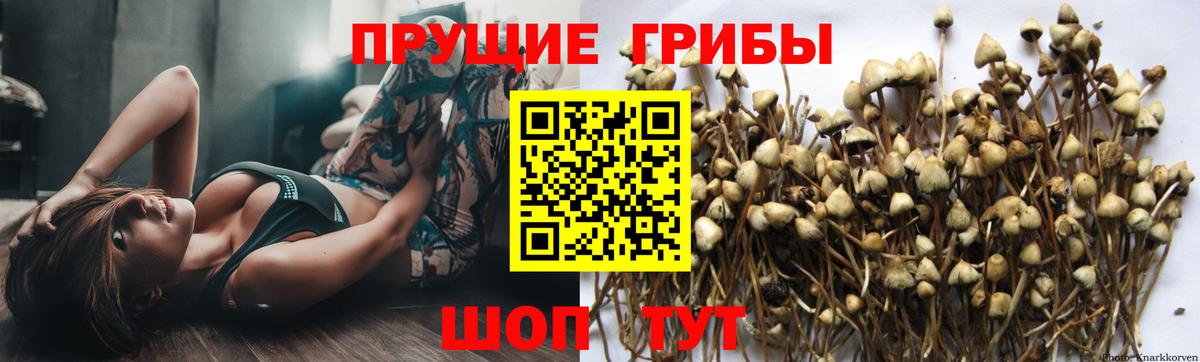 Псилоцибиновые грибы прущие грибы Кудрово